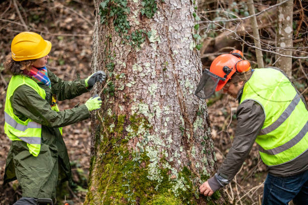 Professional Tree Removal Services in Berwyn, PA