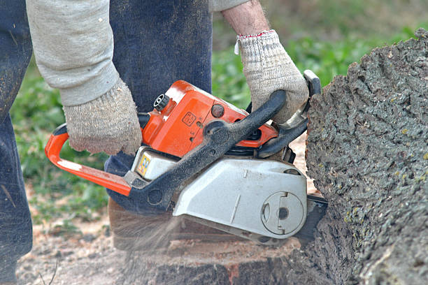 Lawn Renovation and Restoration in Berwyn, PA