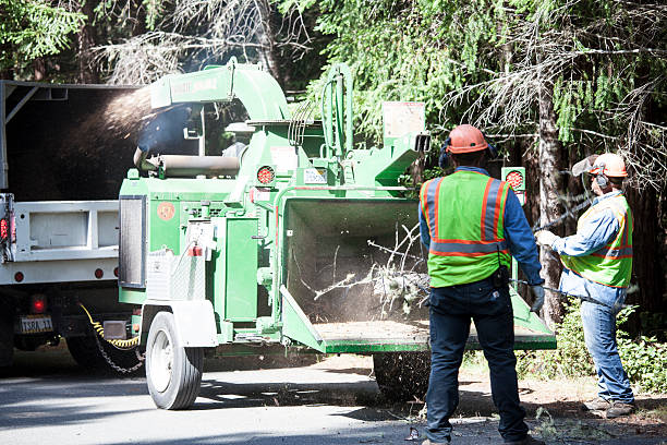 How Our Tree Care Process Works  in  Berwyn, PA